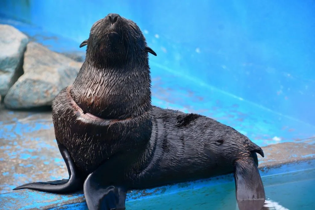 Liberaron a un lobo marino gravemente herido por un envoltorio plástico en San Clemente
