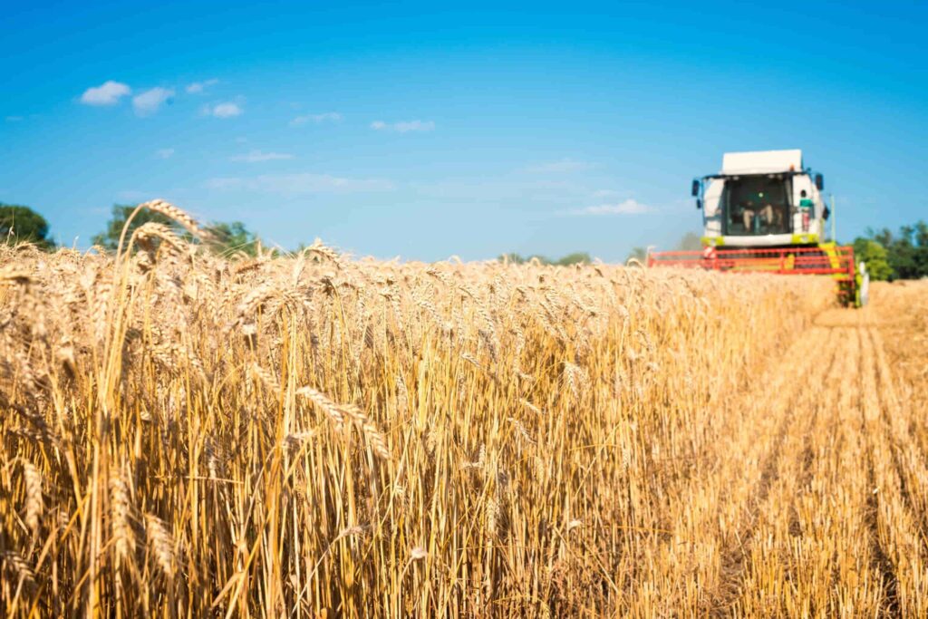 La liquidación de exportaciones del agro cayó un 48% en agosto a causa de la sequía