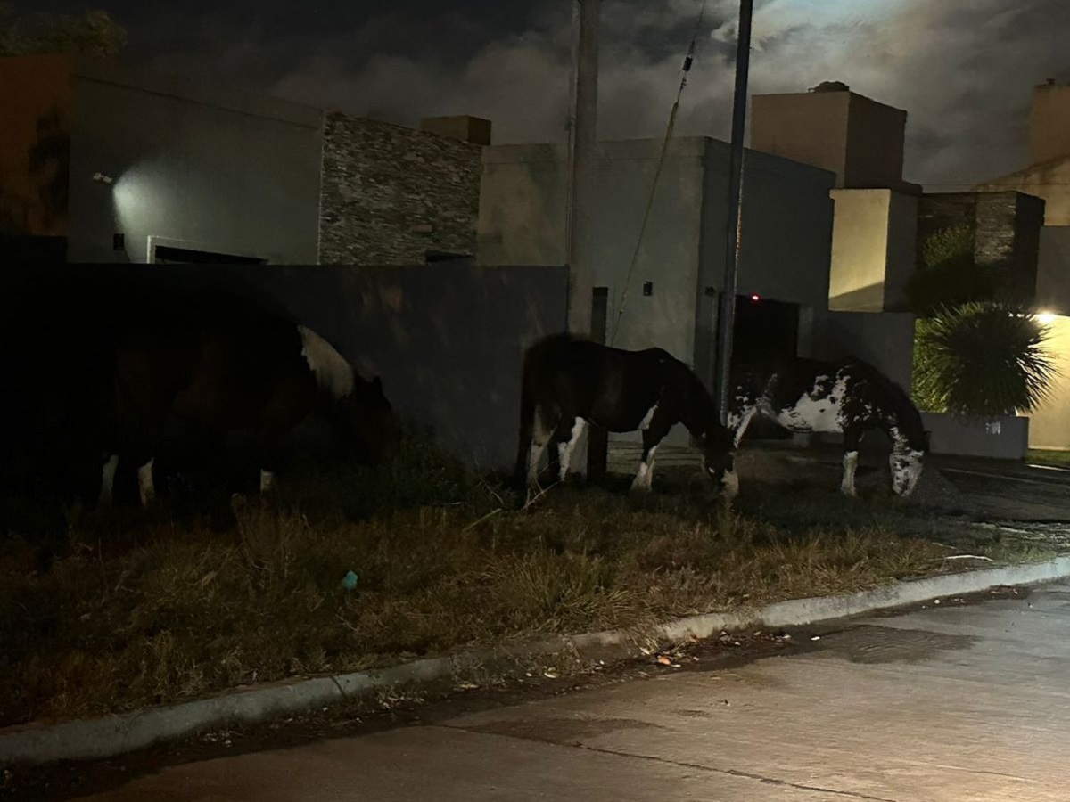 Infracción por caballos sueltos en el Barrio “Las Retamas”